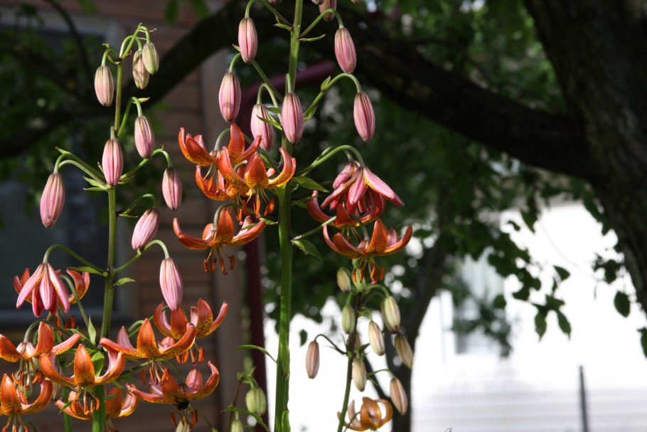 Лилия гибридная минорка