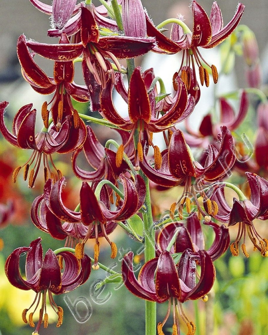 Лилия l. tsingtauense