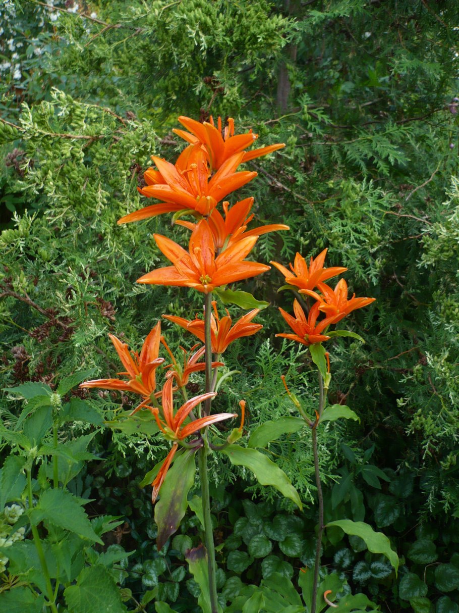 Лилия мартагон hansonii