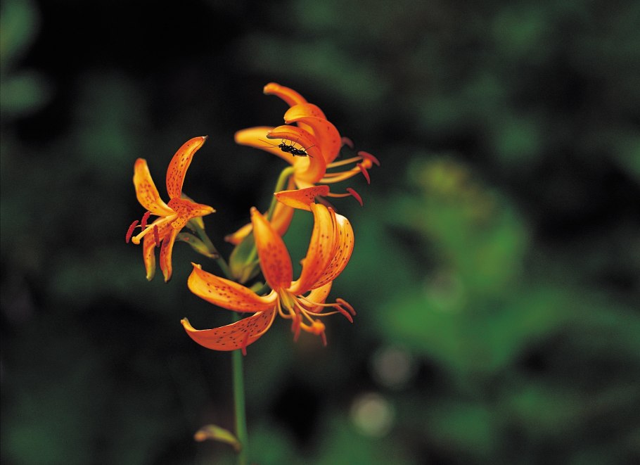 Лилия мартагон hansonii