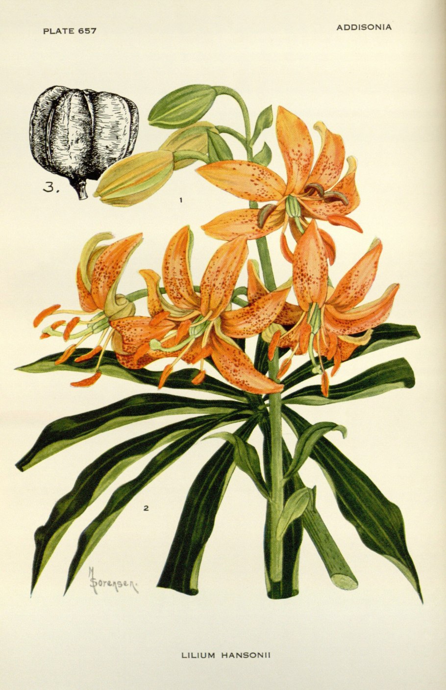 Лилия кудреватая martagon мартагон