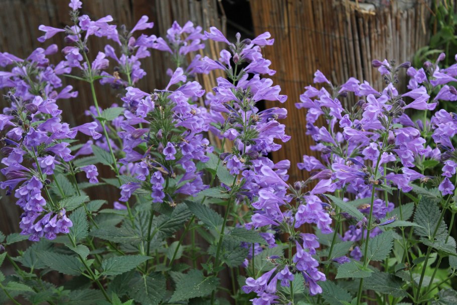 Котовник (Nepeta) faassenii purrsian Blue