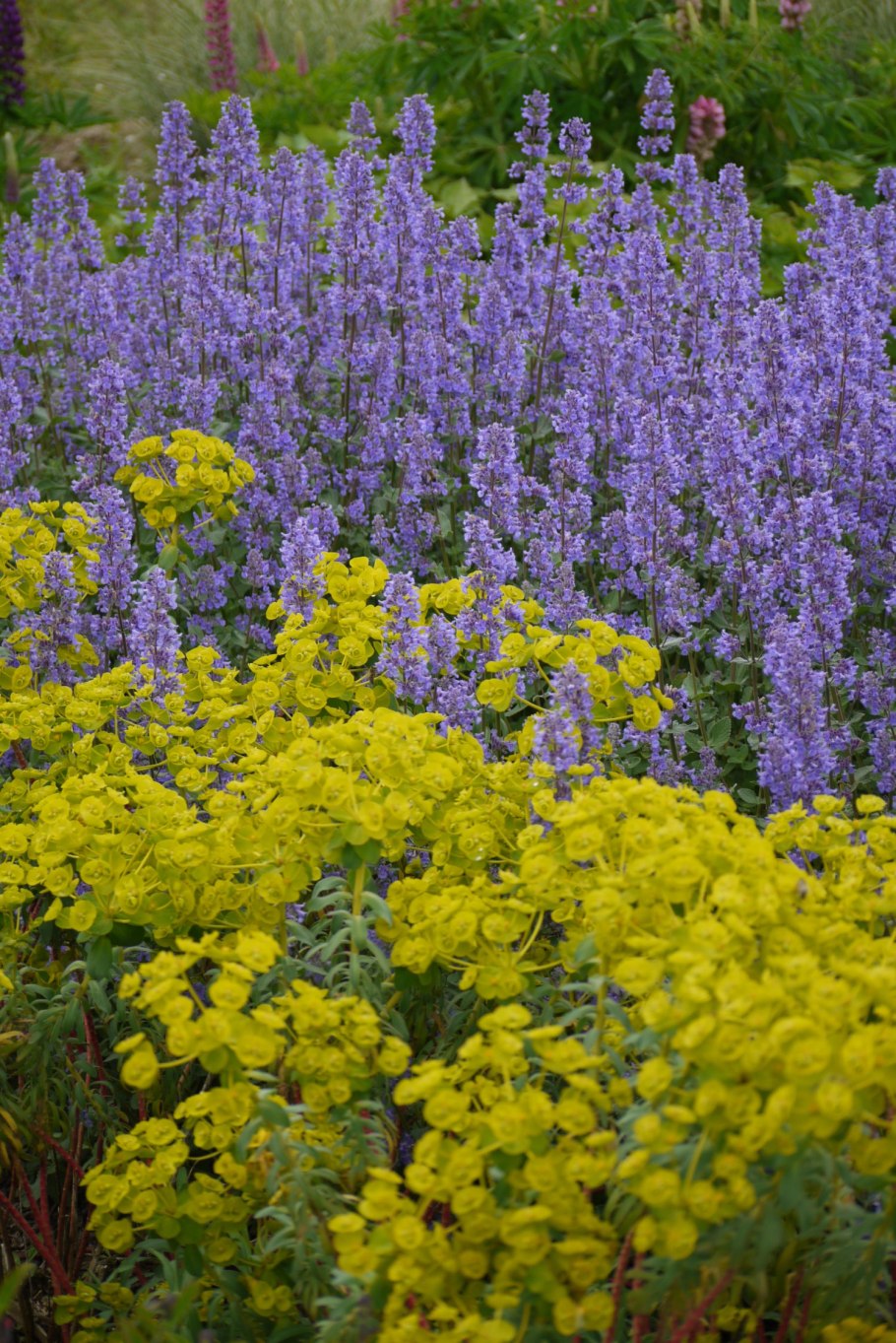 Котовник Nepeta Florina