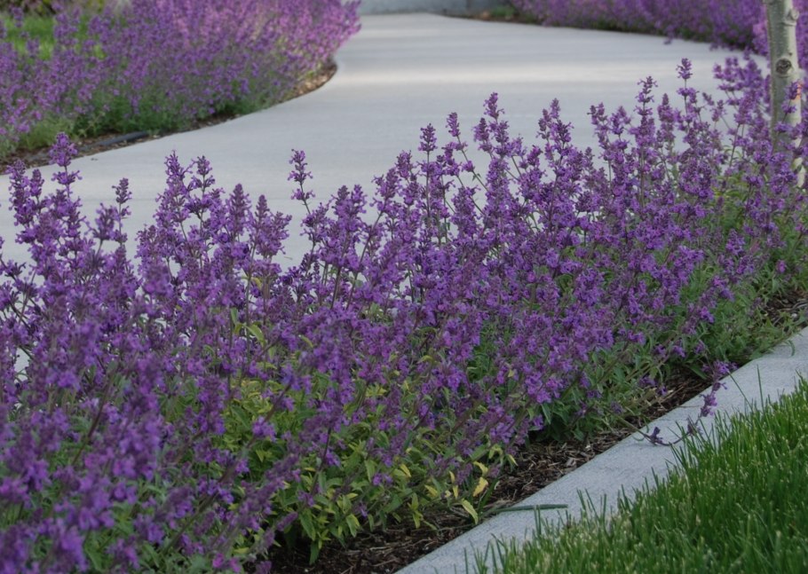 Котовник Фассена (Nepeta faassenii `purrsian Blue`)
