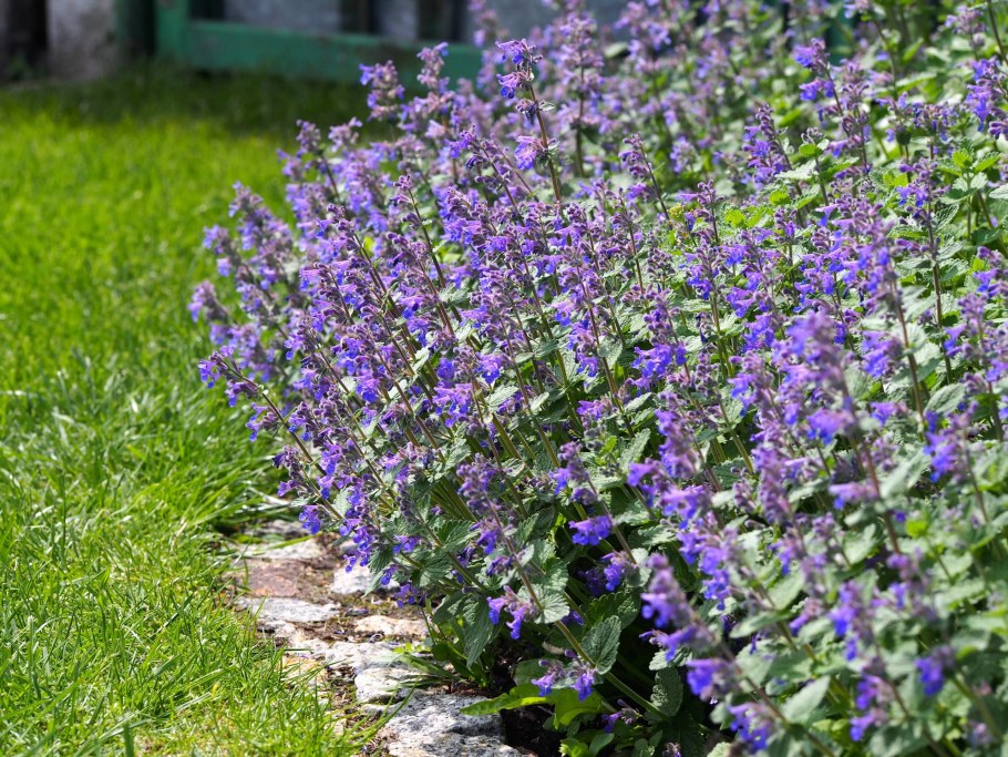 Котовник Nepeta grandiflora Dawn to Dusk