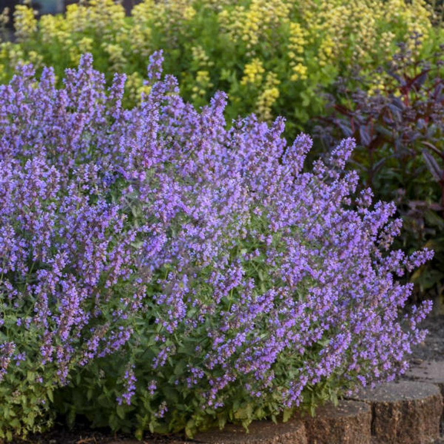 Котовник Муссини Nepeta mussinii