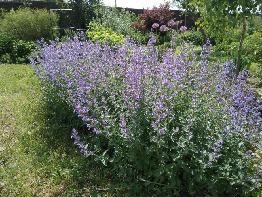 Nepeta 'Blue Dragon'