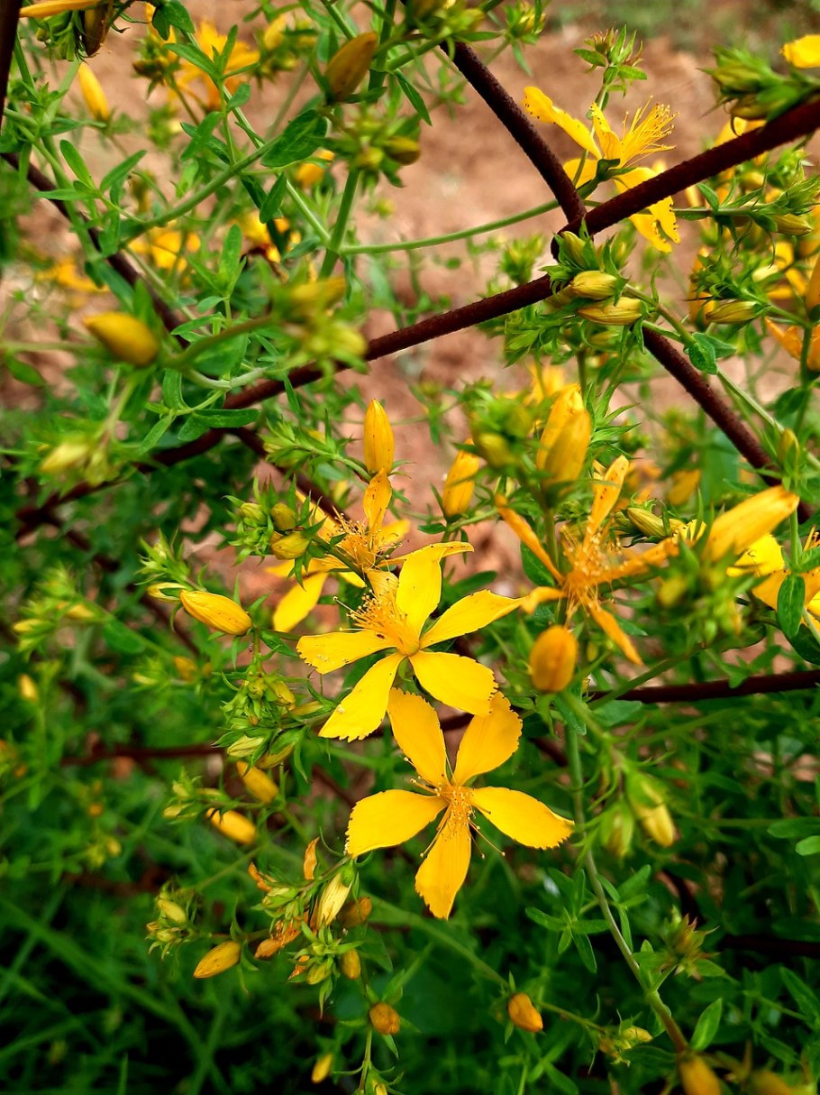 Зверобой продырявленный Солнечный Гавриш
