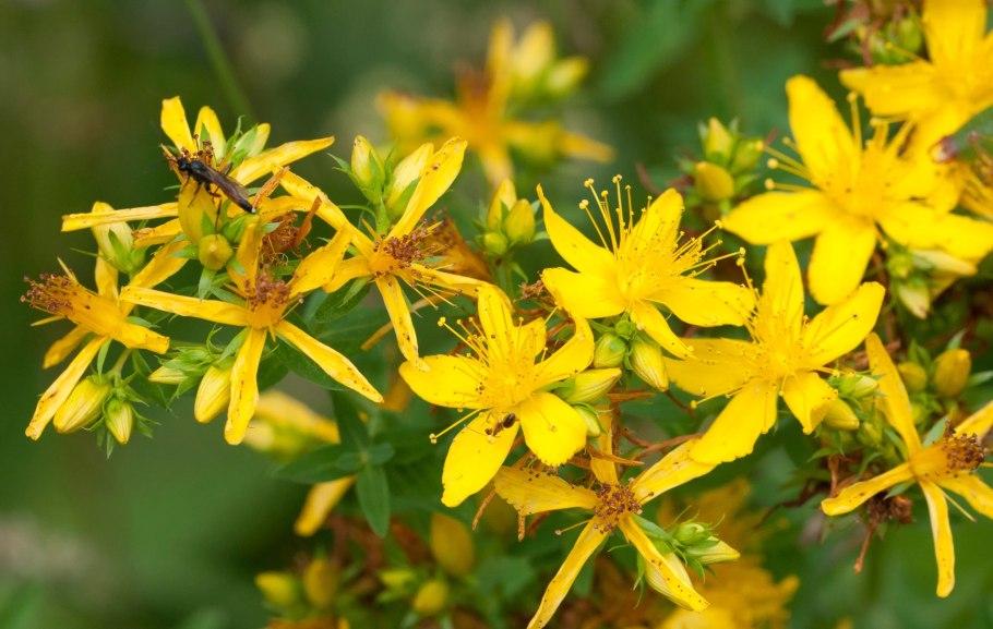 Зверобой продырявленный местоположение