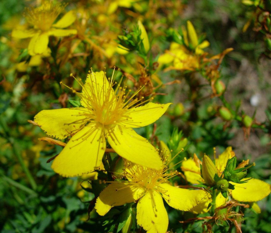 3.8. Зверобой продырявленный (Hypericum perforatum l)