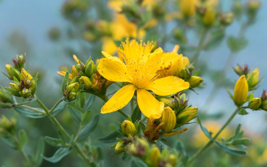 Зверобой продырявленный Hypericum perforatum l.