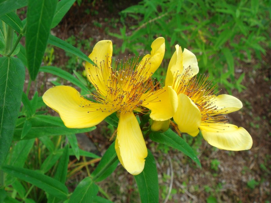 Зверобой душица мята