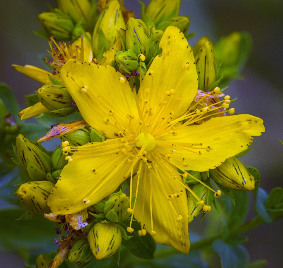 Трава зверобоя продырявленного
