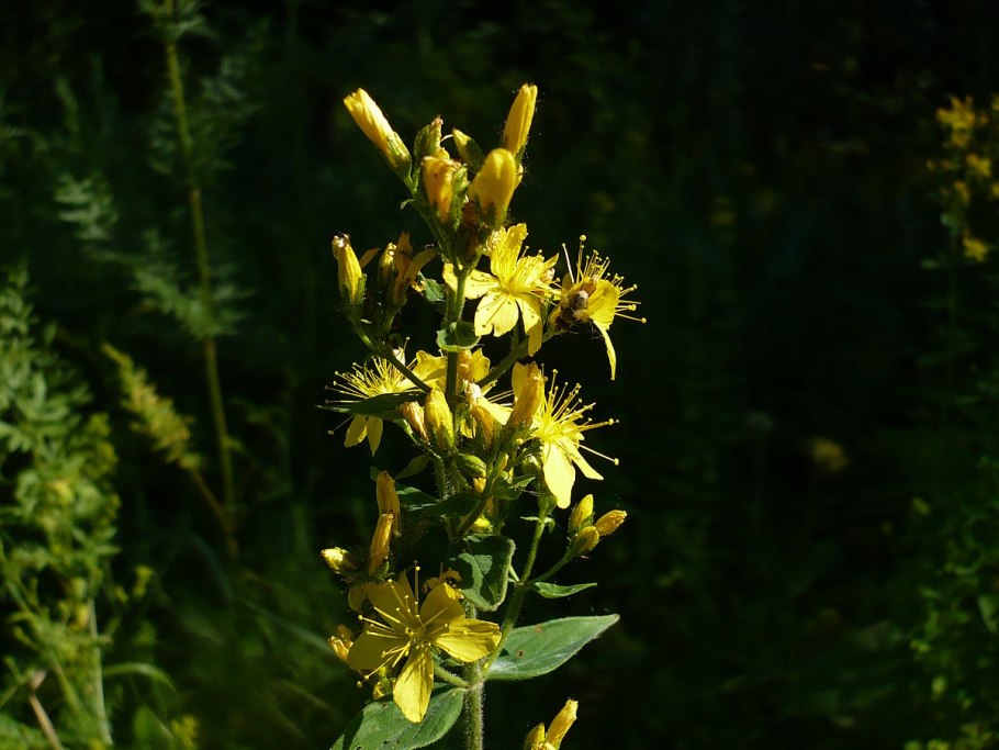 Зверобой горный(Hypericum montanum l.)