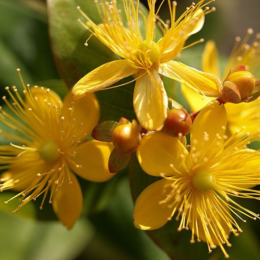 Мацерат зверобоя