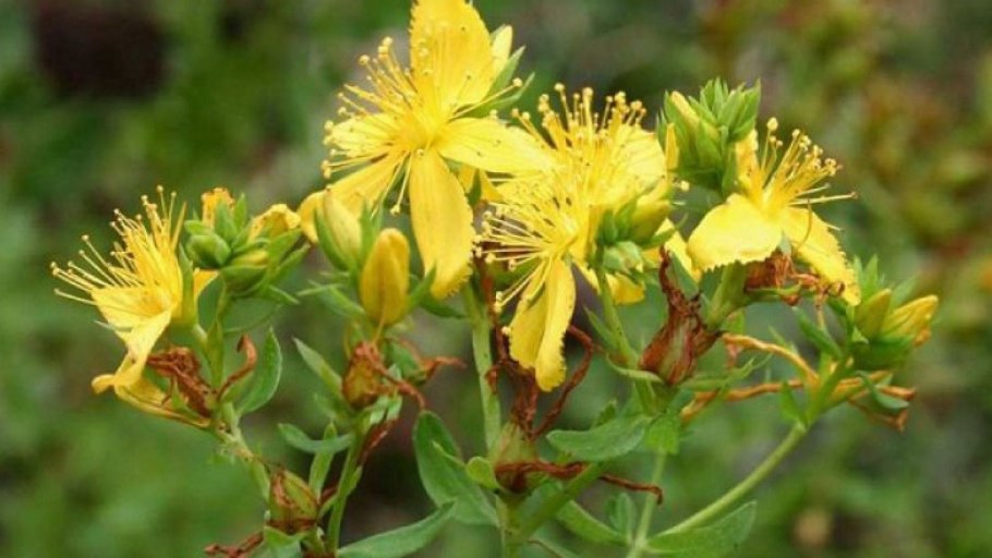 Зверобой горный(Hypericum montanum l.)