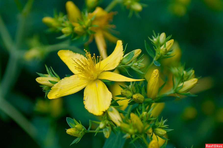Зверобой продырявленный Золотодолинский
