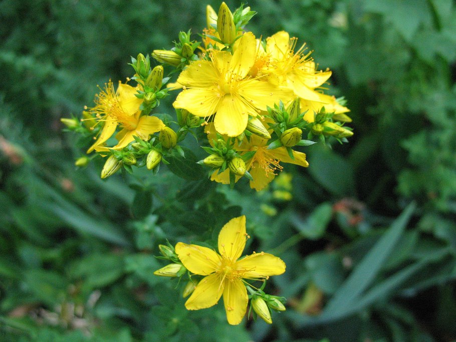 Serpocaulon attenuatum