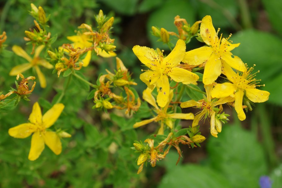 Зверобой пятнистый
