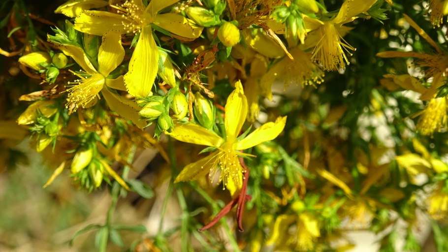 Зверобойные зверобой продырявленный Hypericum perforatum