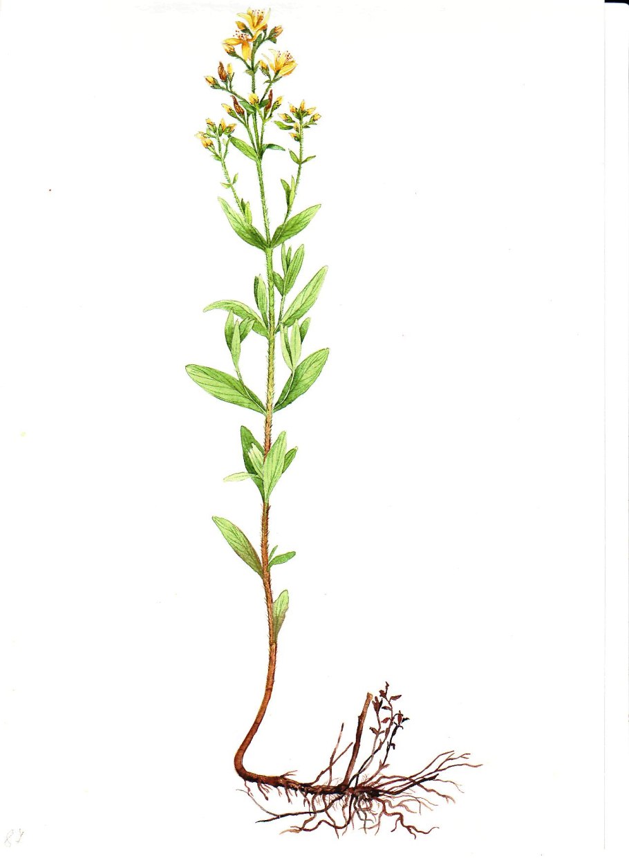 Зверобойное масло