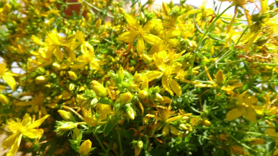 Зверобой трёхграннолистный