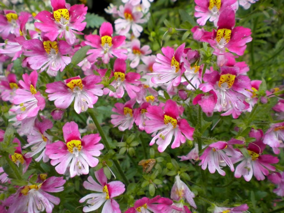 Схизантус перистый