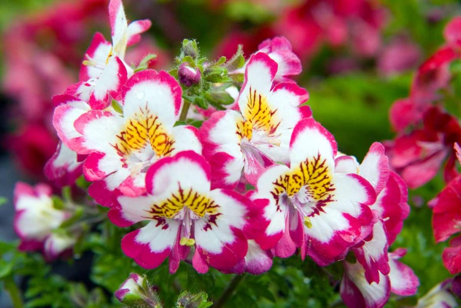 Схизантус визетонский