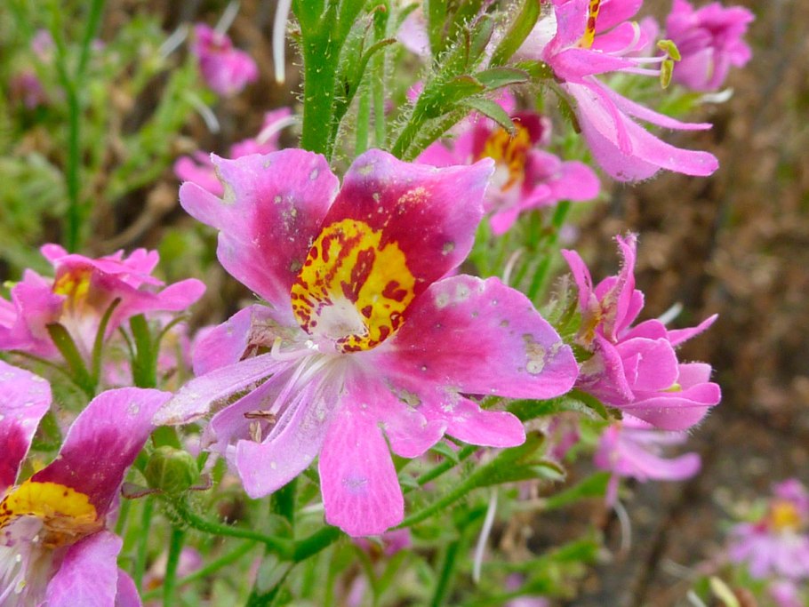 Схизантус Jay Pansies