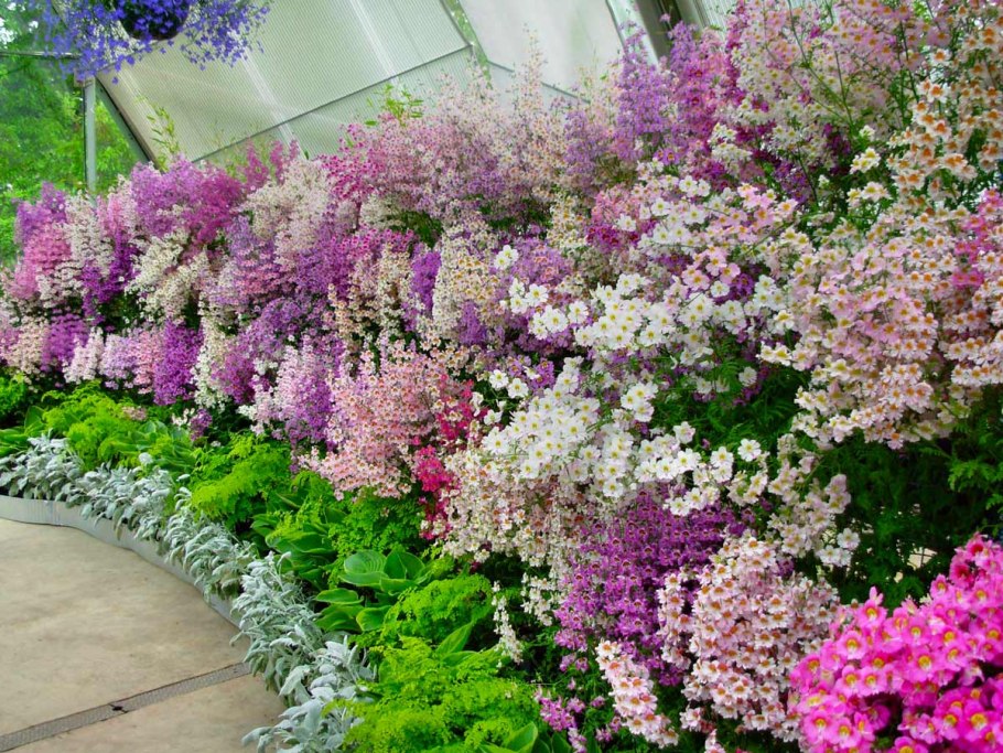 Схизантус в ландшафте