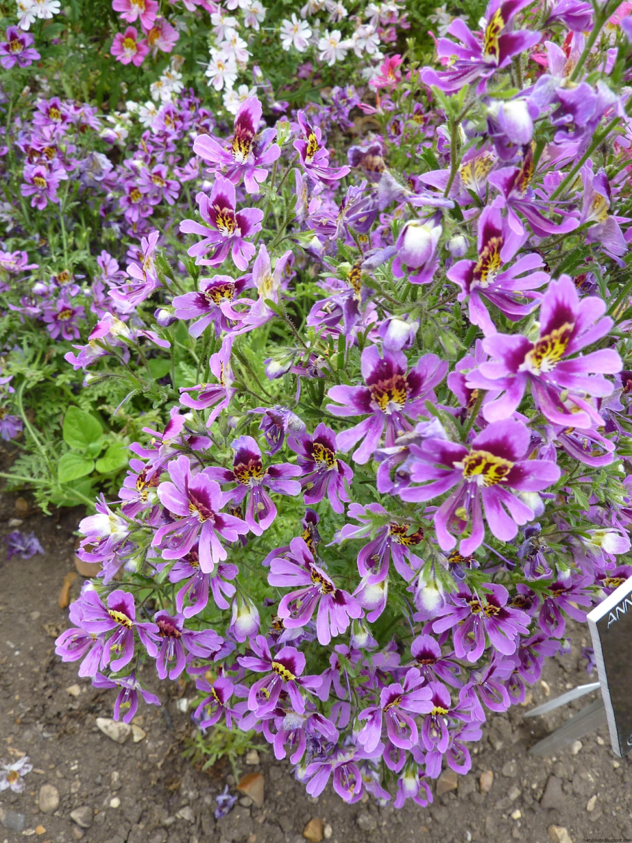 Схизантус визетонский гибридная смесь f1