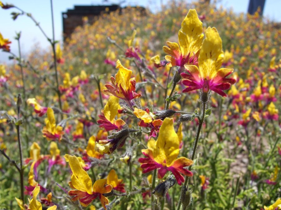 Как выглядит рассада цветов схизантус