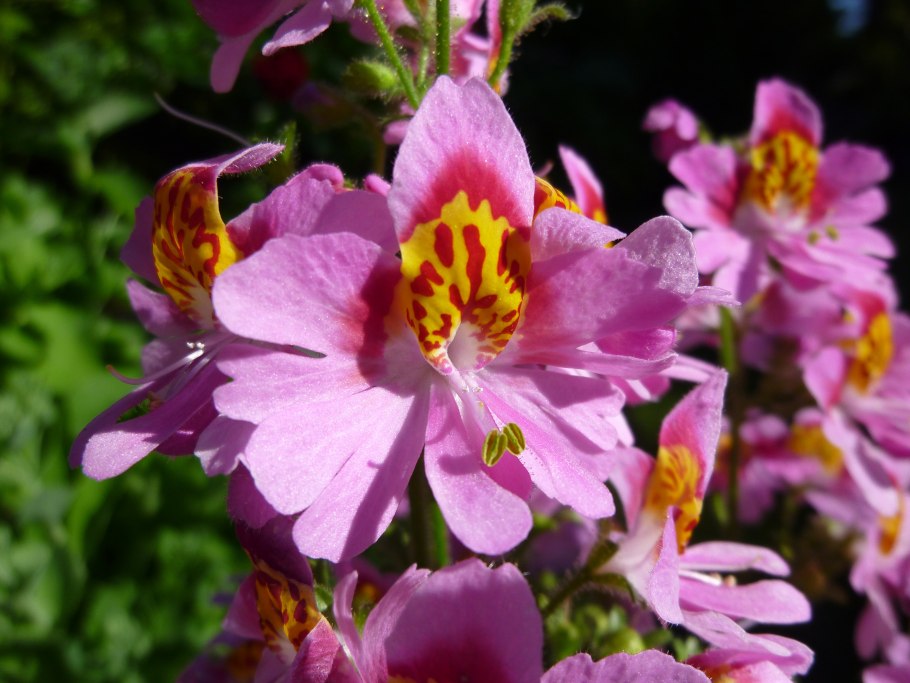 Шизантус перистый Пикколо