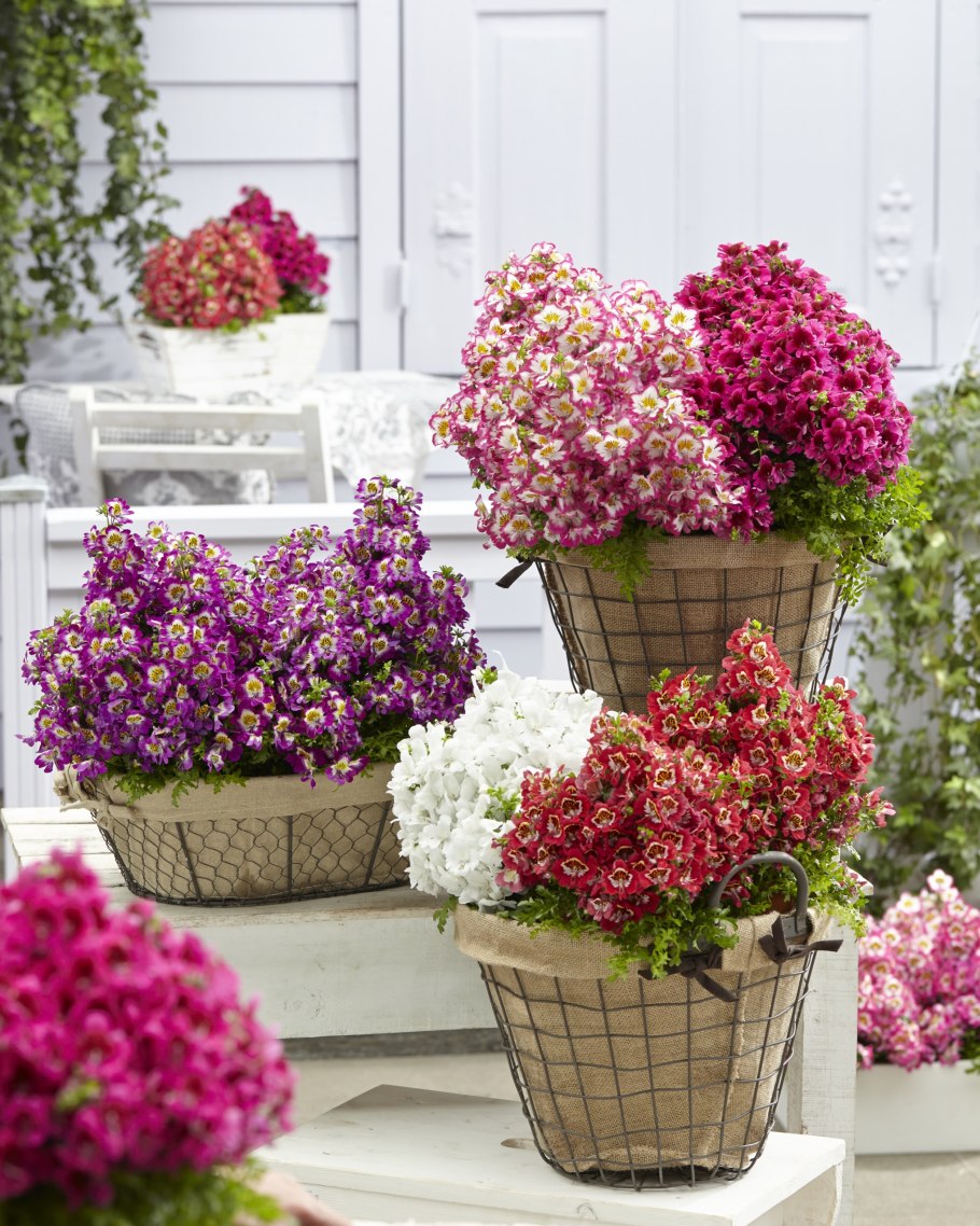 Схизантус Атлантис