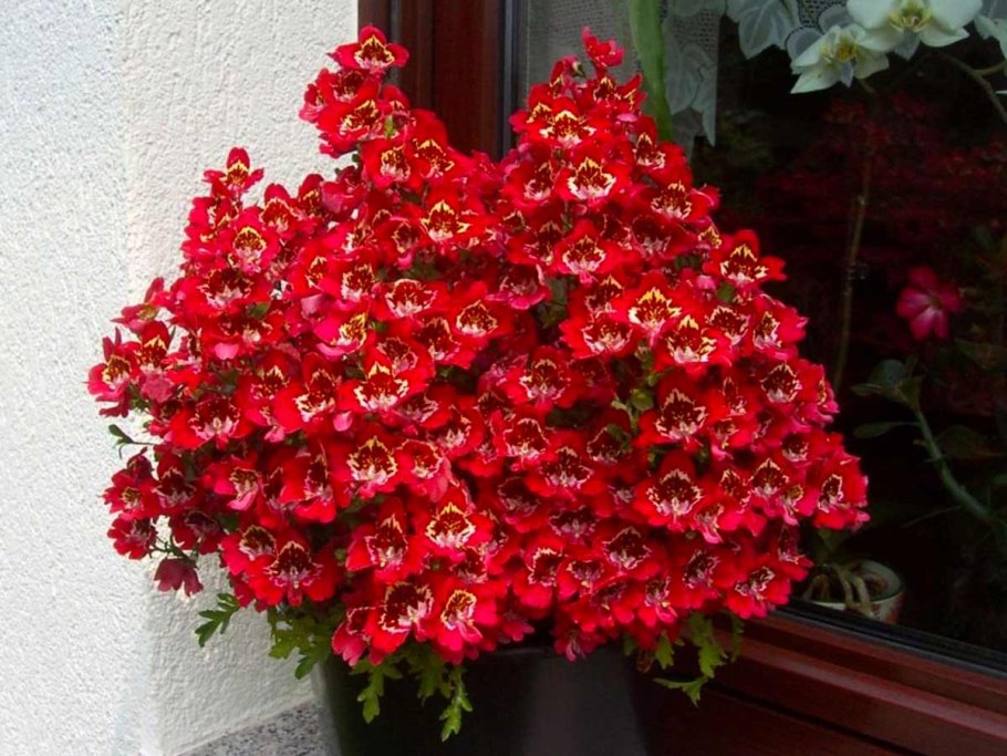 Цветок схизантус визетонский