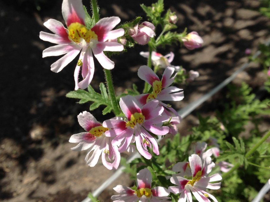 Schizanthus x wisetonensis