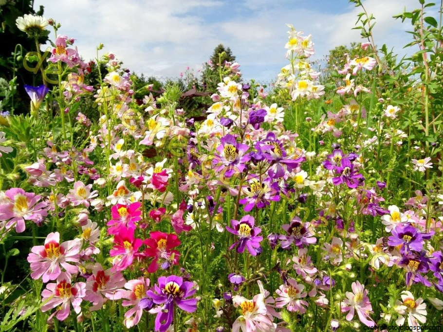 Схизантус перистый