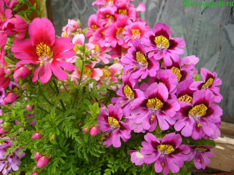 Схизантус визетонский