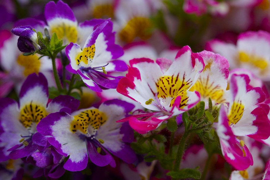 Схизантус визетонский Крылья ангела