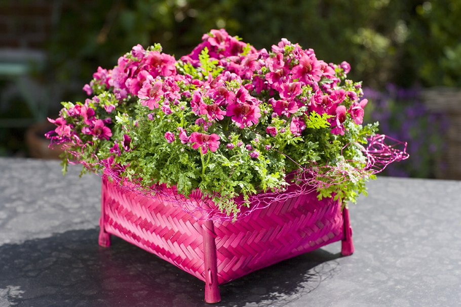 Схизантус визеьлнмктй