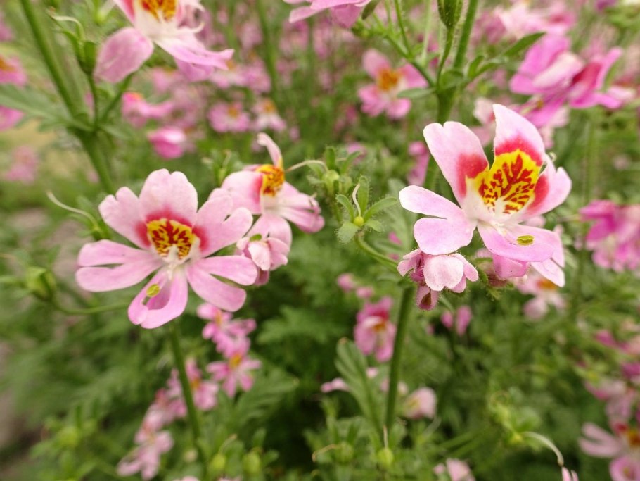 Schizanthus pinnatus