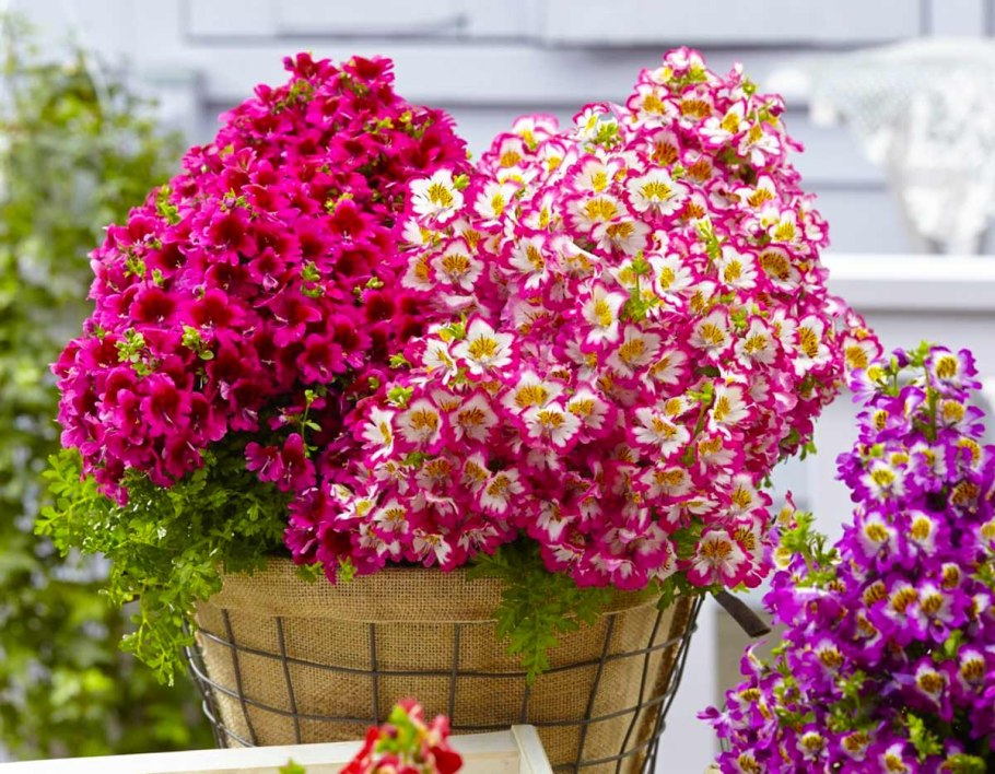 Схизантус Шизантус