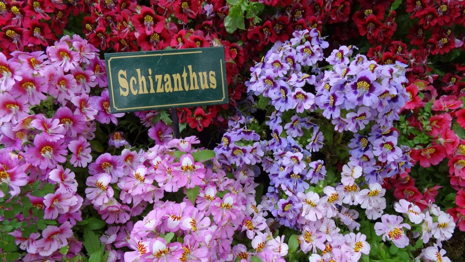 Схизантус Атлантик