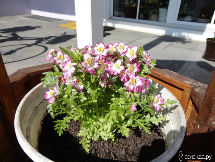 Крылья ангела цветок