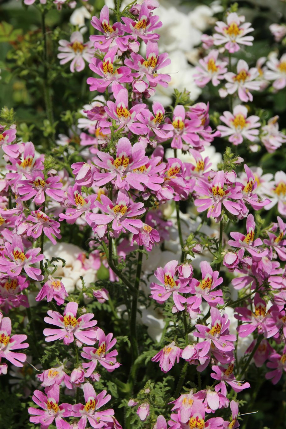 Схизантус визетонский Атлантис