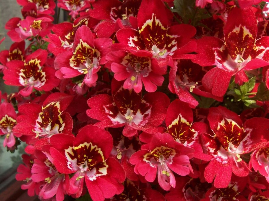 Схизантус визетонский