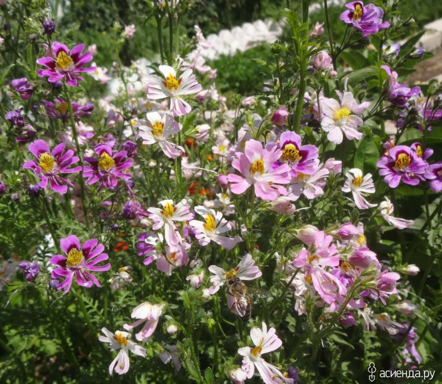 Схизантус Орхидея бедняков