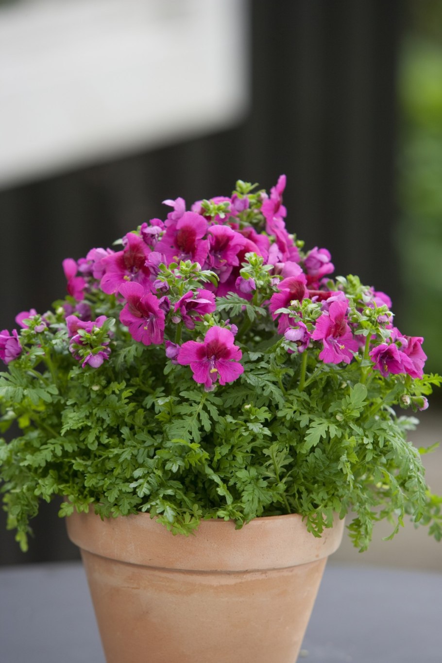 Шизантус визентонский