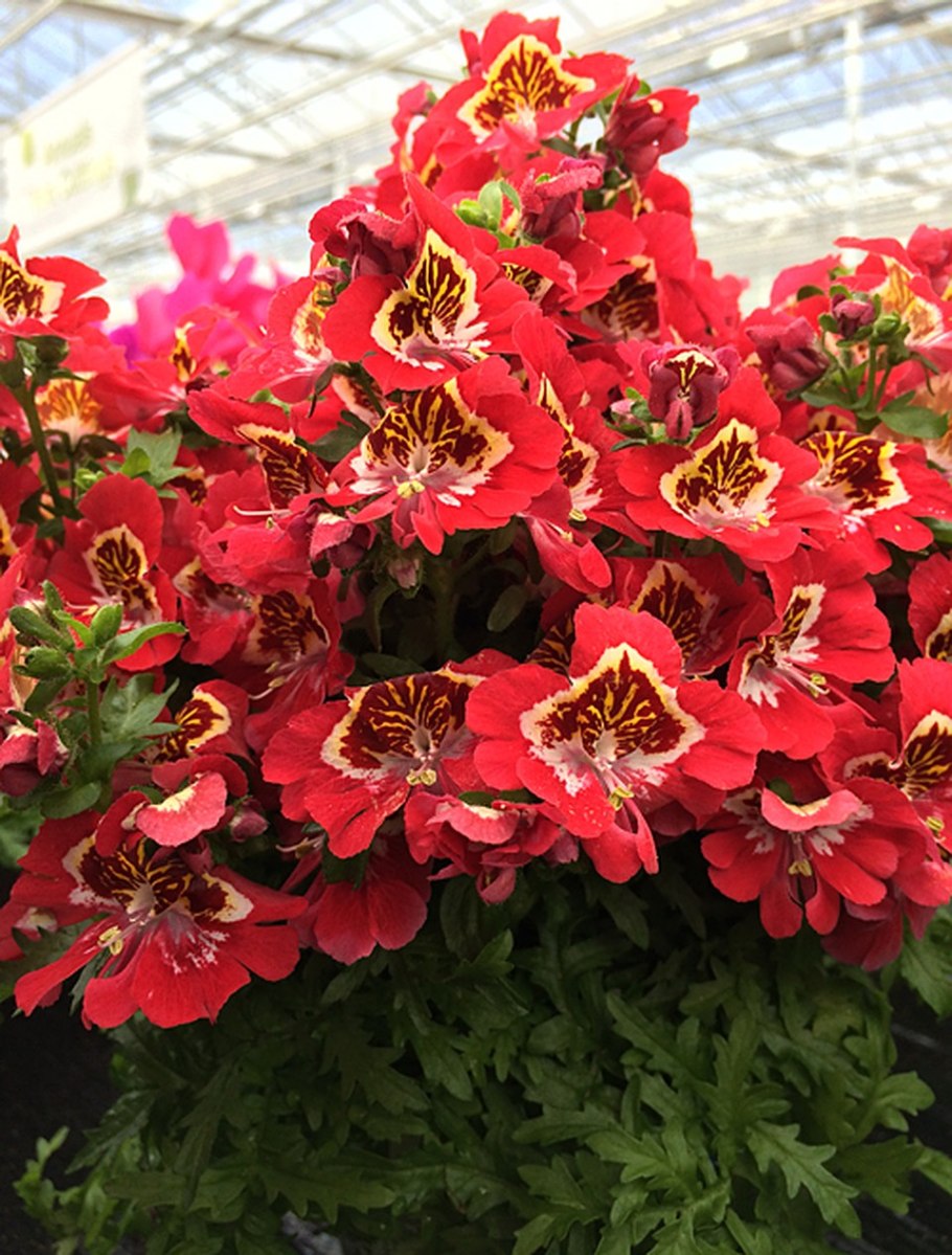 Схизантус перистый