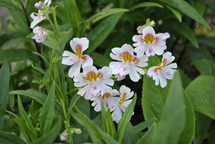 Ютуб схизантус